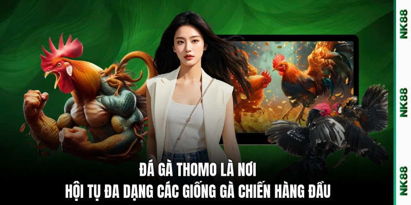 Đá gà Thomo là nơi hội tụ đa dạng các giống gà chiến hàng đầu