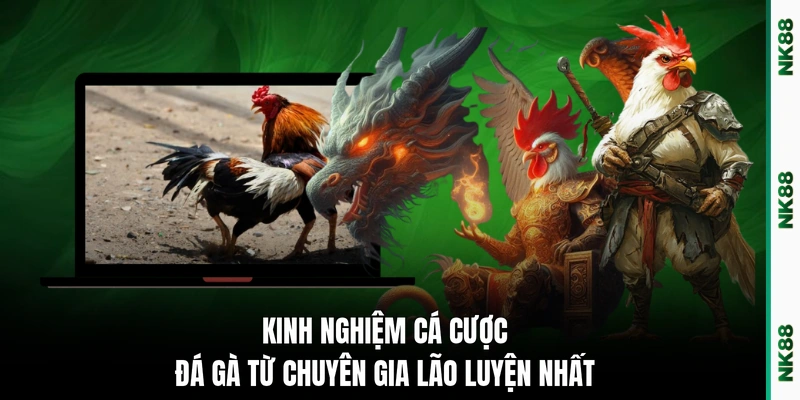 Kinh nghiệm cá cược đá gà từ chuyên gia lão luyện nhất