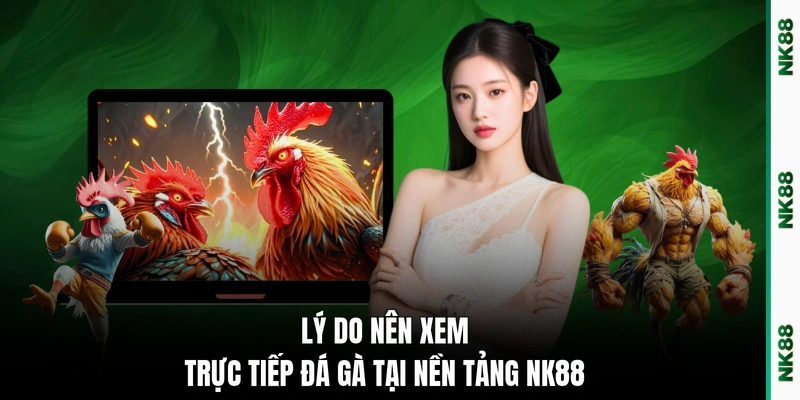 Lý do nên xem trực tiếp đá gà tại nền tảng NK88